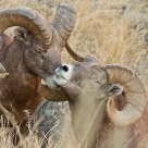 portrait of bighorn sheep